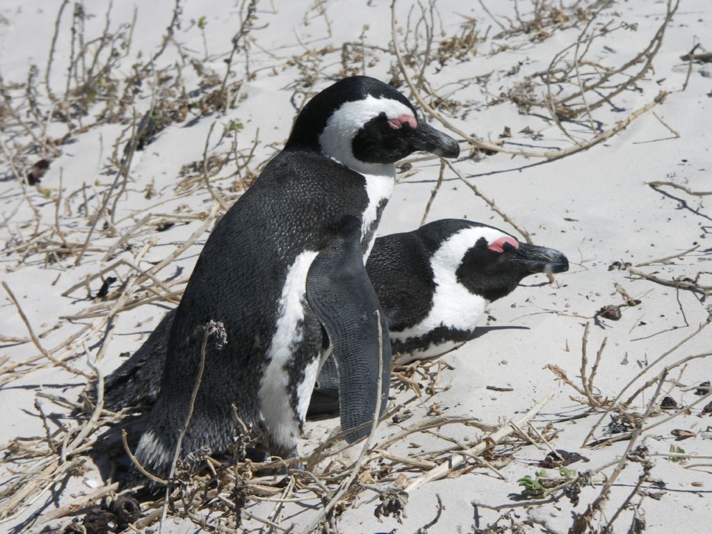 african pinguin